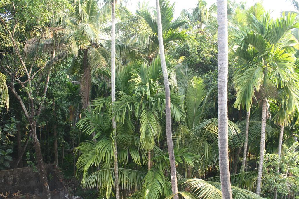 Greenview Homestay Kochi Pokój zdjęcie